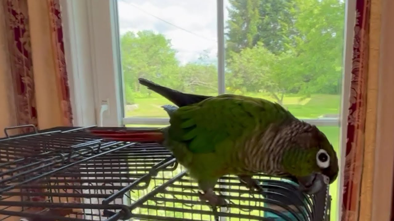 Что необходимо учесть при покупки попугая. (Пиррура). #parrot  #birds  #попугай