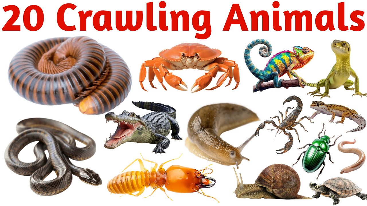रेंगने वाले जानवरों के नाम सीखें | 20 Crawling Animals Names in English for Kids Vocabulary Learning