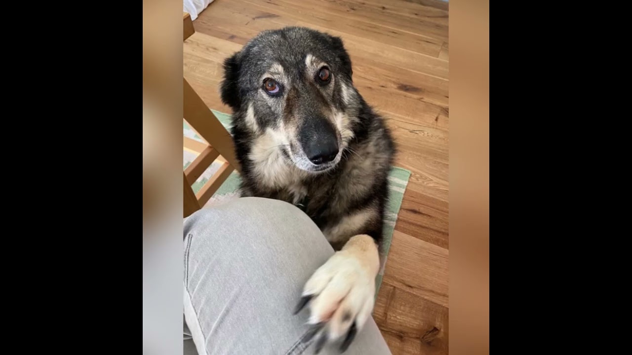 Song &bdquo;Adopt, don&lsquo;t shop&ldquo; (deutsche Version)
