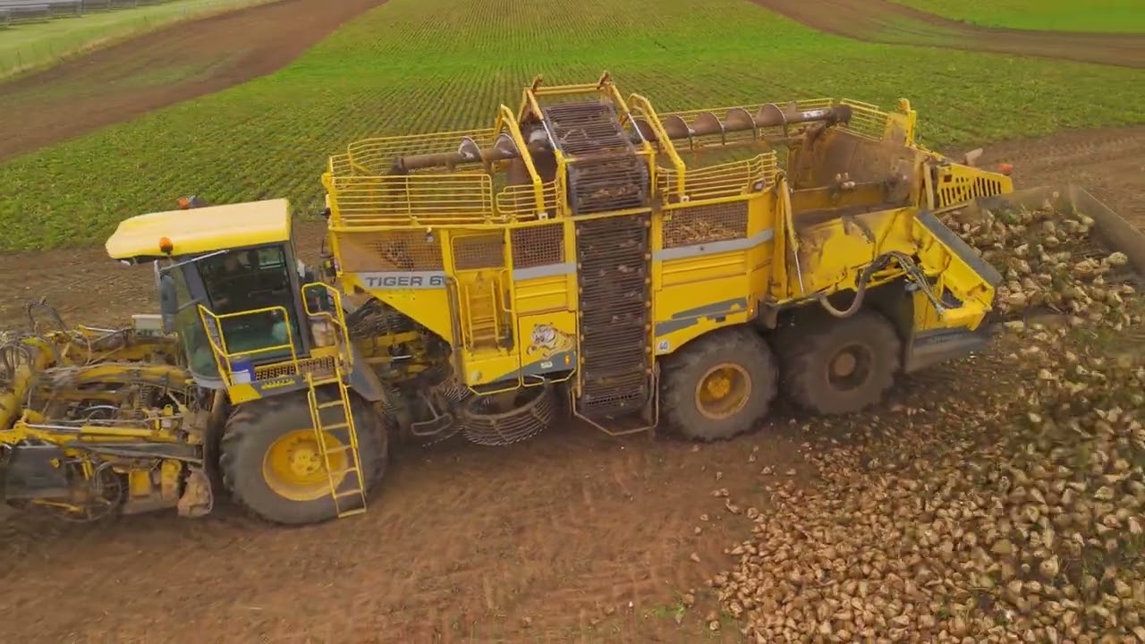 Ropa Tiger 6 + Roma Maus 5 Sugar beet harvest 2024