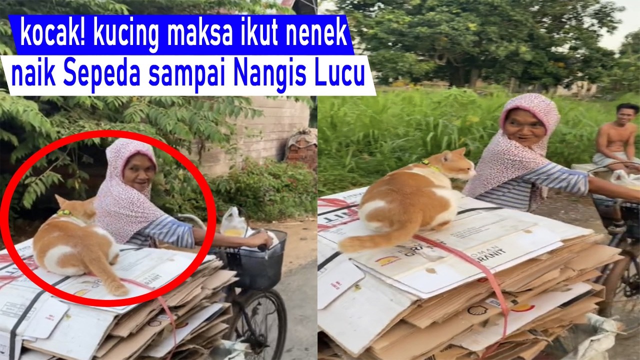 Di jamin Ketewa! ga mau di tinggal Nenek Pergi, kucing Nangis sampai ikut naik Sepeda/kompilasi Lucu