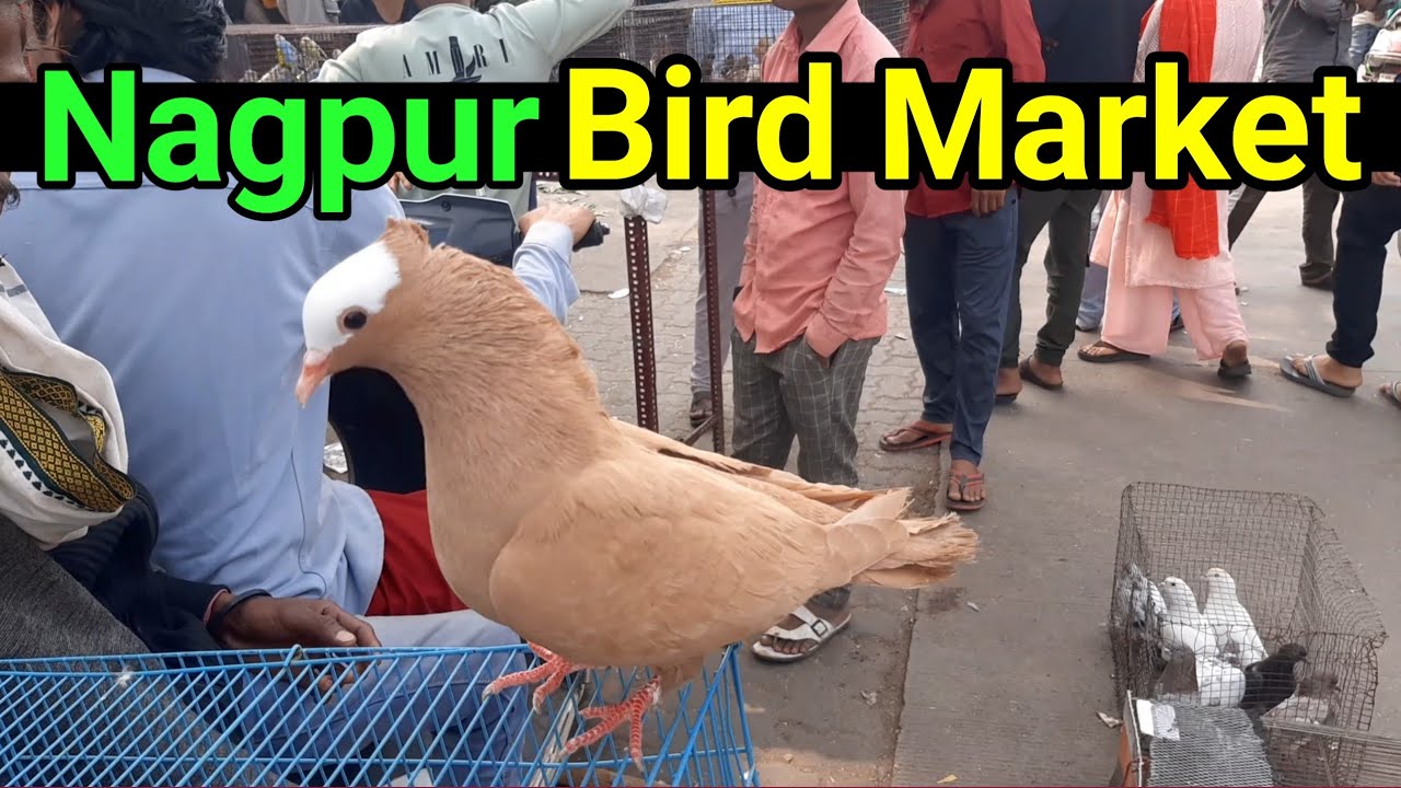 Nagpur Famous Bird Market | Lovebird, Pigeons, Rabbits, Parrots | Lakadganj Ghas Bazar Bird Market