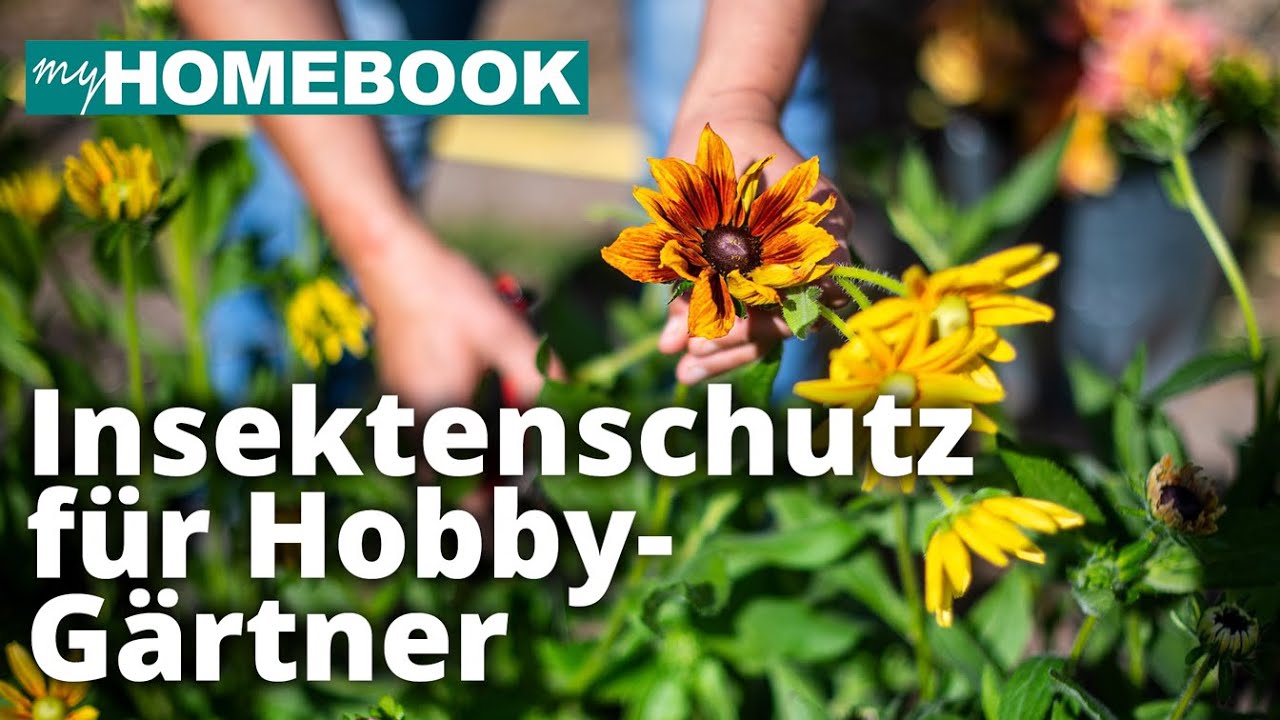 Wildbienen-Experte warnt vor Saatgutmischungen | Artenvielfalt im Garten fördern | myHOMEBOOK
