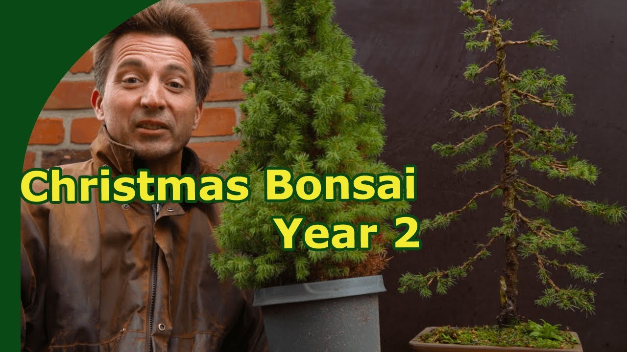 Second year development of a christmas-tree bonsai | Maintenance work