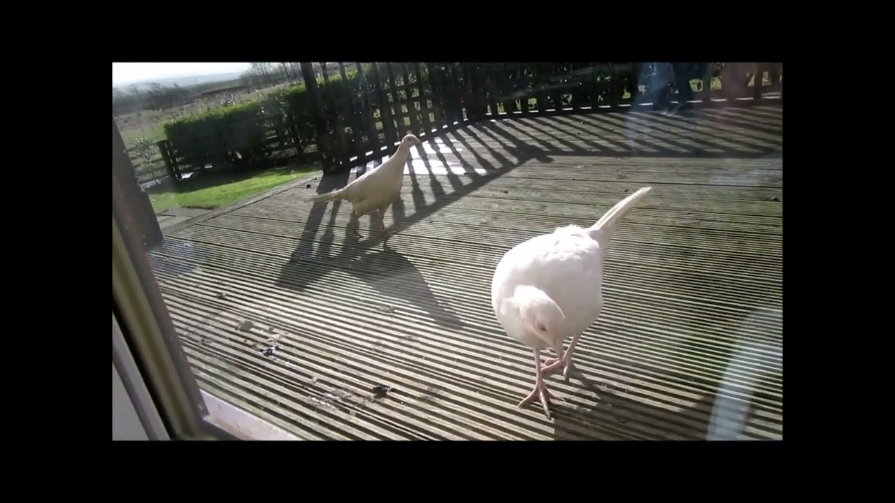 Hand Feeding Duck & White Pheasants