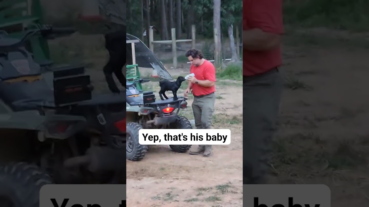 Is that a baby goat riding on the 4 wheeler with my husband?