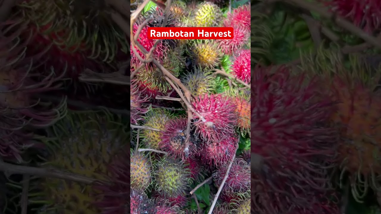 Rambutan Harvest #familytime #harvest #adventure #nature