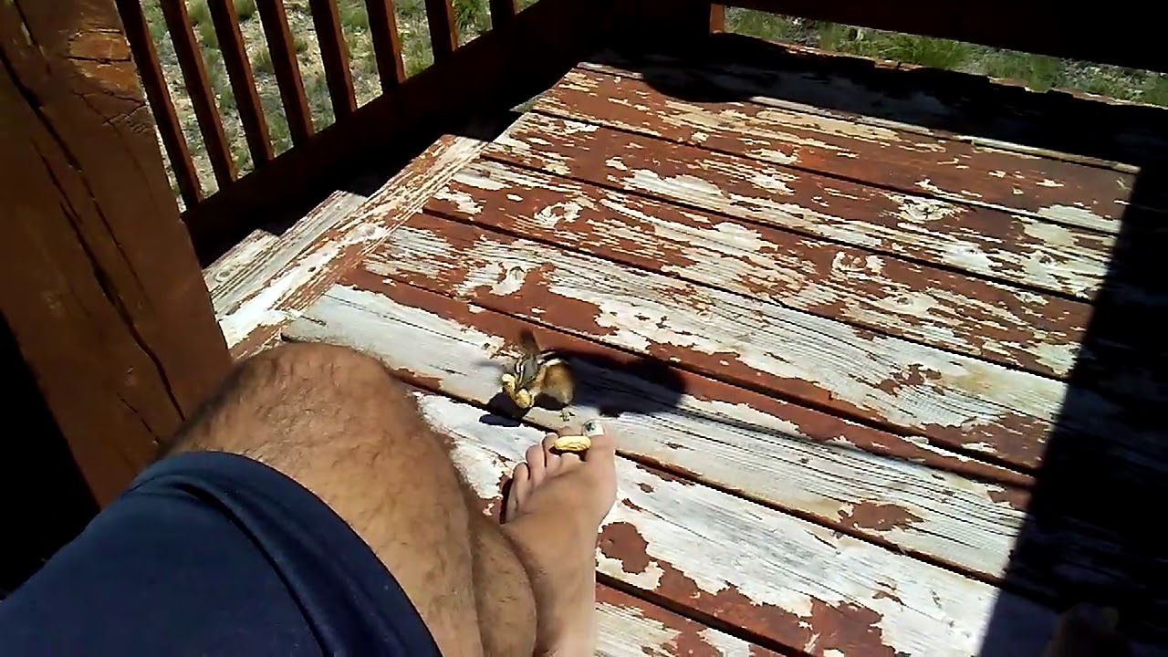 Feeding chipmunk from my feet