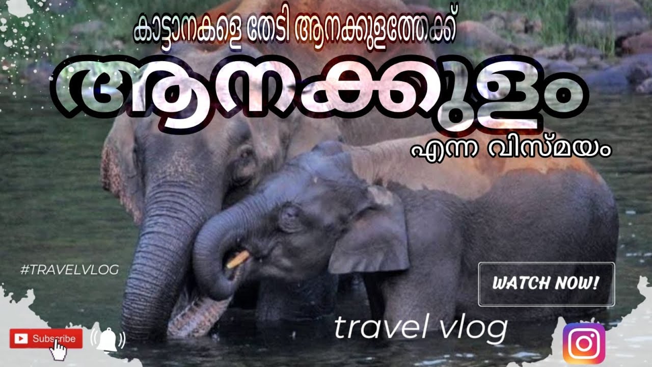 കാട്ടാനകളെ തേടിയുള്ള യാത്ര🦣 Anakulam-The land of Wild Elephants Mankulam Idukki 🐘Jsaiyan46travel
