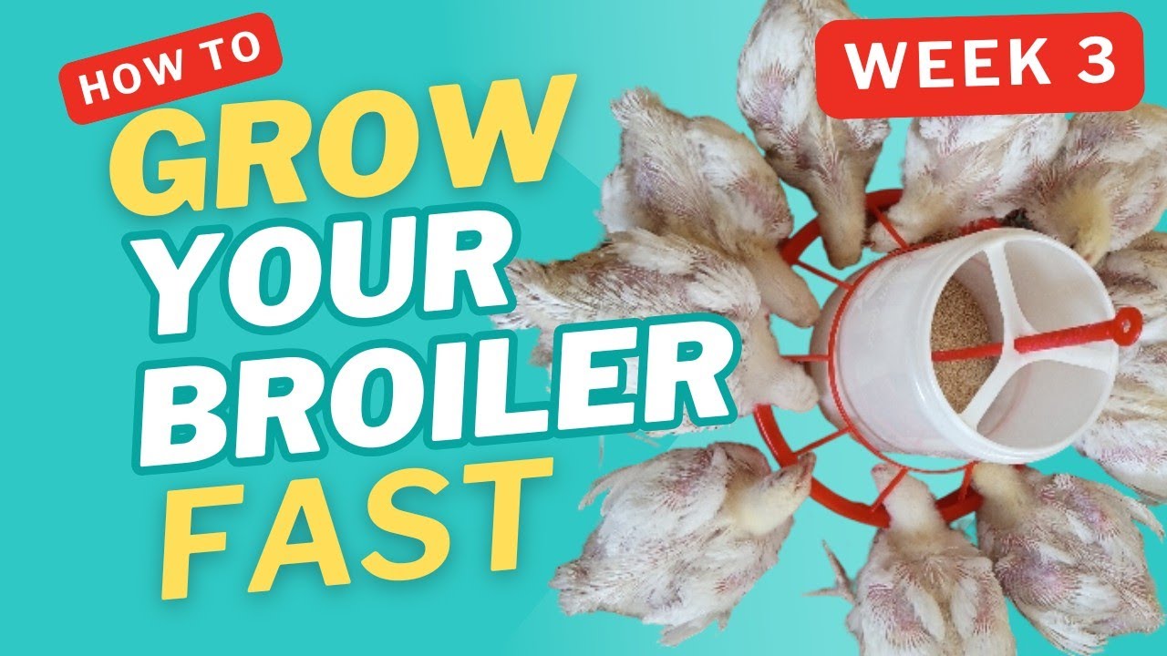 How to make your broilers grow very big in a short time