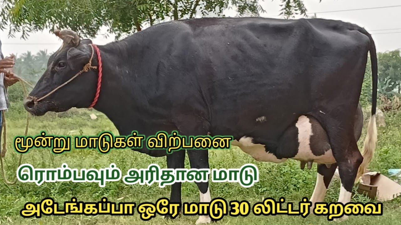 அடேங்கப்பா ஒரே மாடு 30 லிட்டர் கறவை கேரண்டியில் மூன்று மாடுகள் ஒரே இடத்தில் விற்பனை