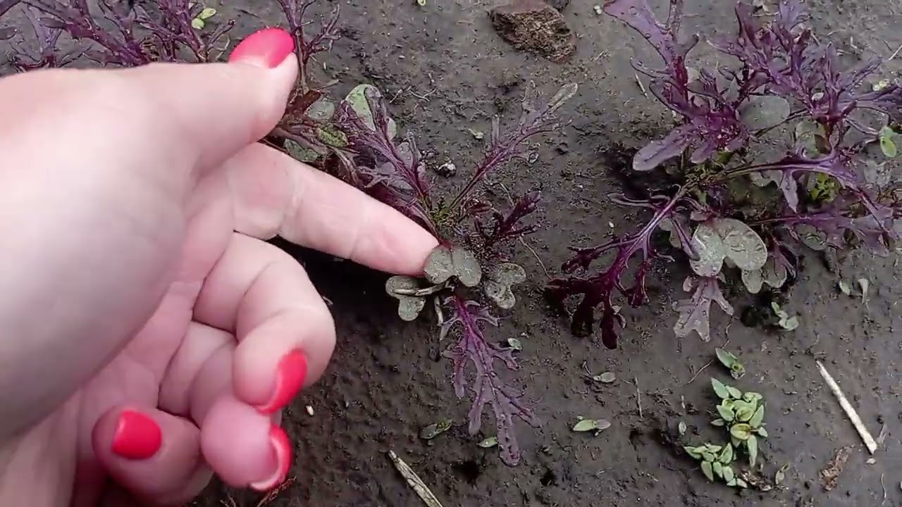 Мизуна красная( японская капуста)12.05.2025г.
