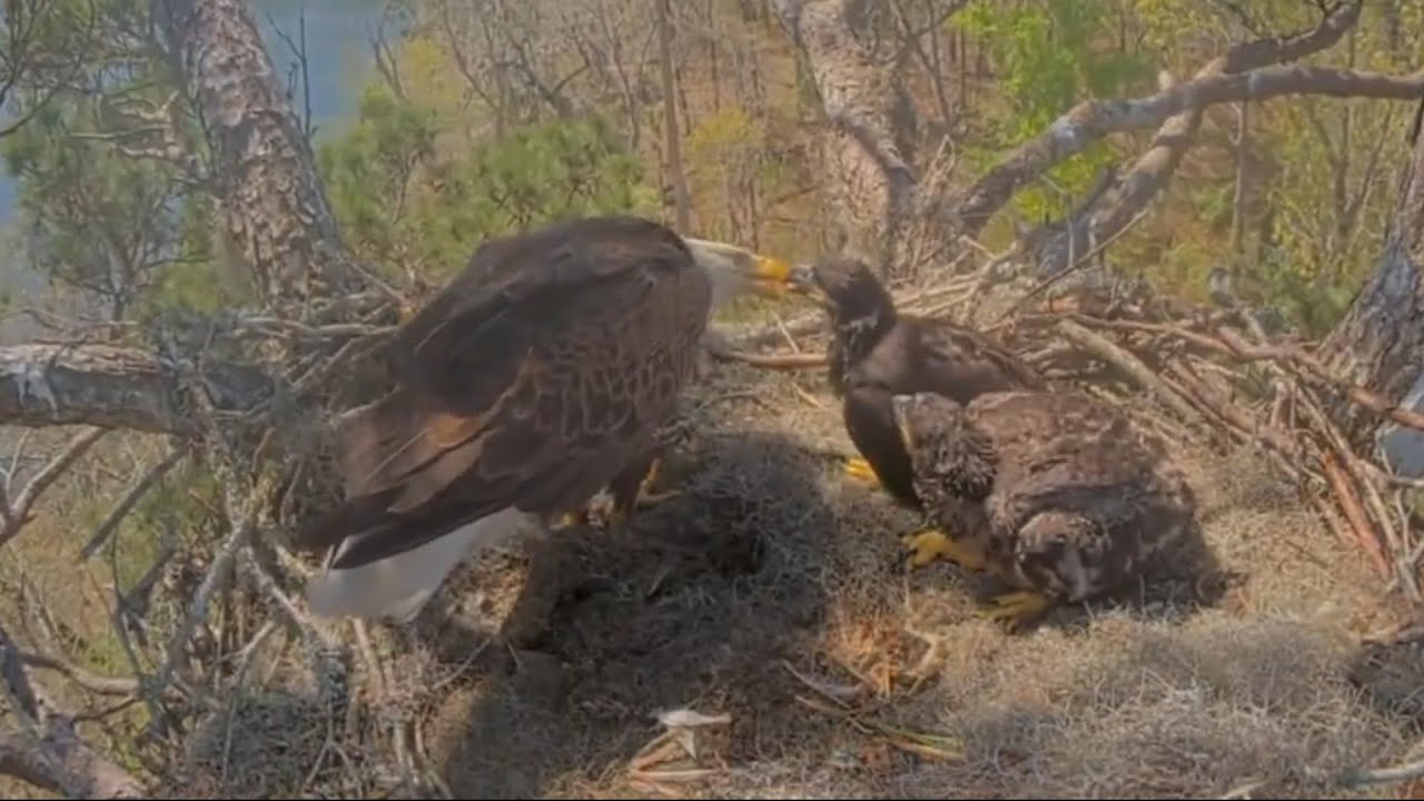 Mom find leftover food and feed both eaglets | Kisatchie National Forest E-3 | Mar 12, 26