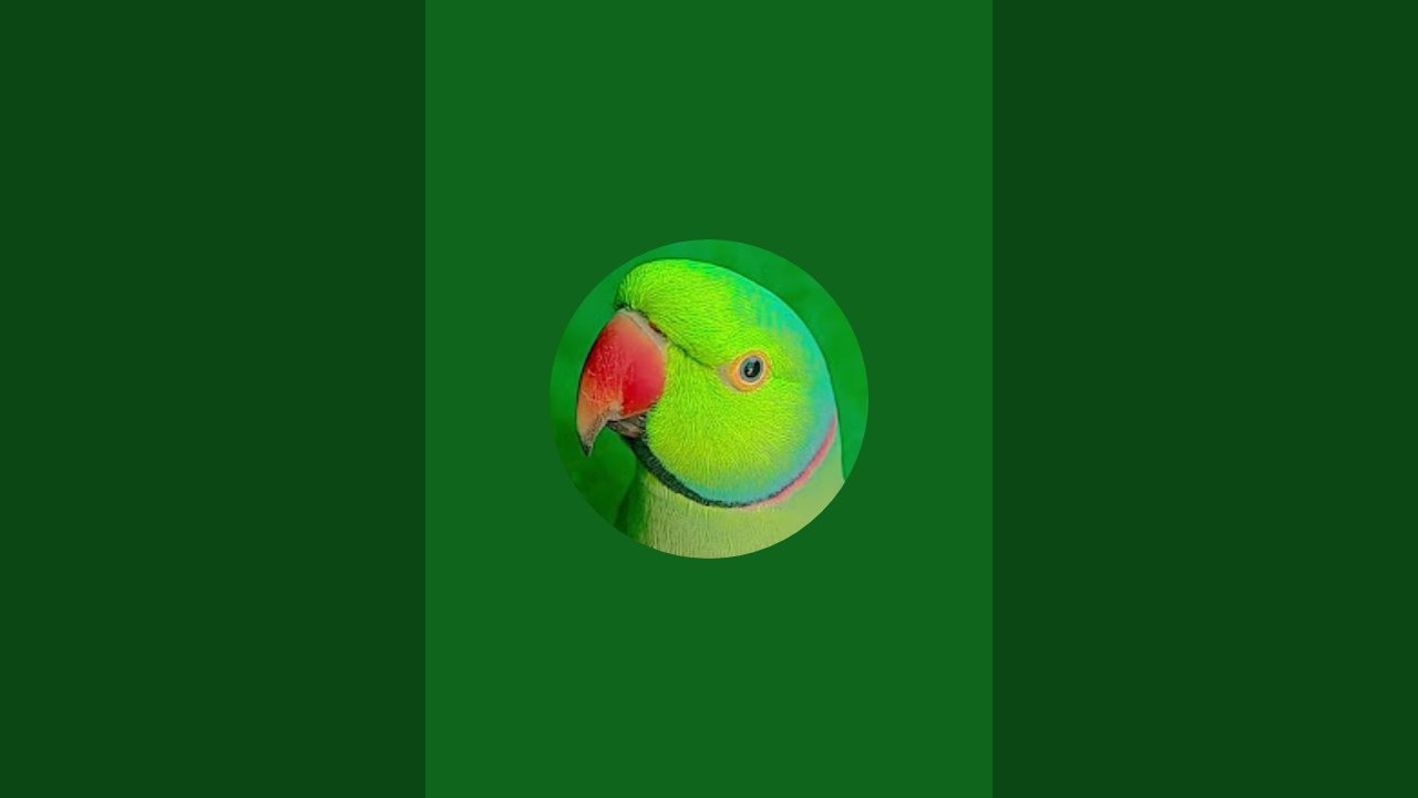 Parrot talking  is live!
