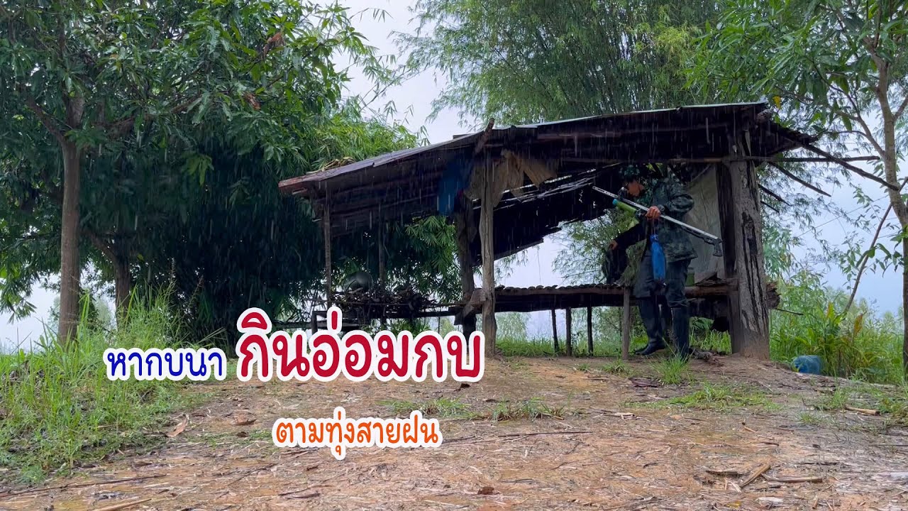 อ่อมกบนากลางทุ่ง กับบรรยากาศฝนตกริน