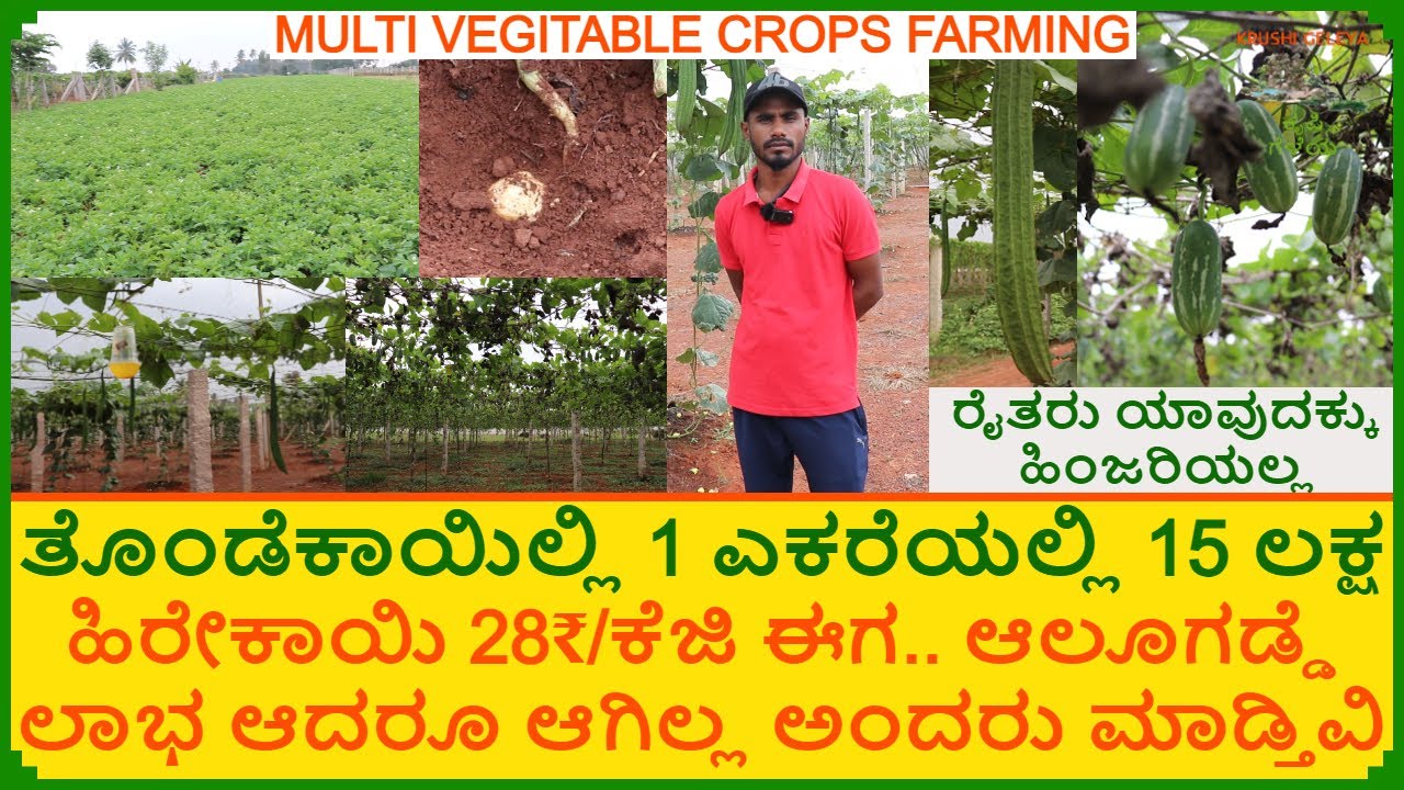 1 ಎಕರೆಯಲ್ಲಿ ವಾರ್ಷಿಕ 15 ಲಕ್ಷ | ತೊಂಡೆಕಾಯಿ ಹಿರೇಕಾಯಿ ಆಲೋಗಡ್ಡೆ ಮಿಶ್ರ ಬೆಳೆ | Multi Vegetable Crops