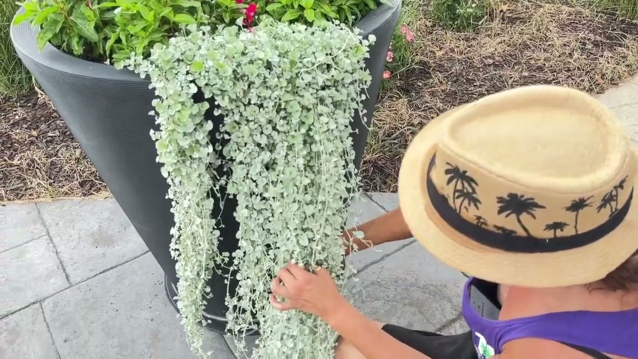 Trimming Dichondra Falls