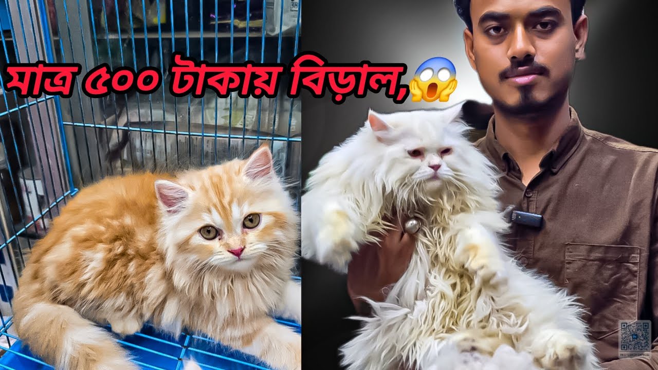 Cat price in Bangladesh 2025. white Persian cat. Dhaka katabon pet market.