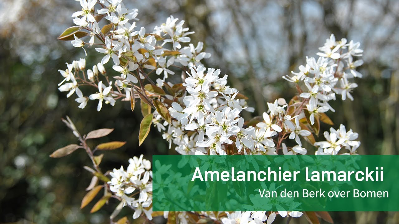Amelanchier lamarckii - Van den berk over Bomen