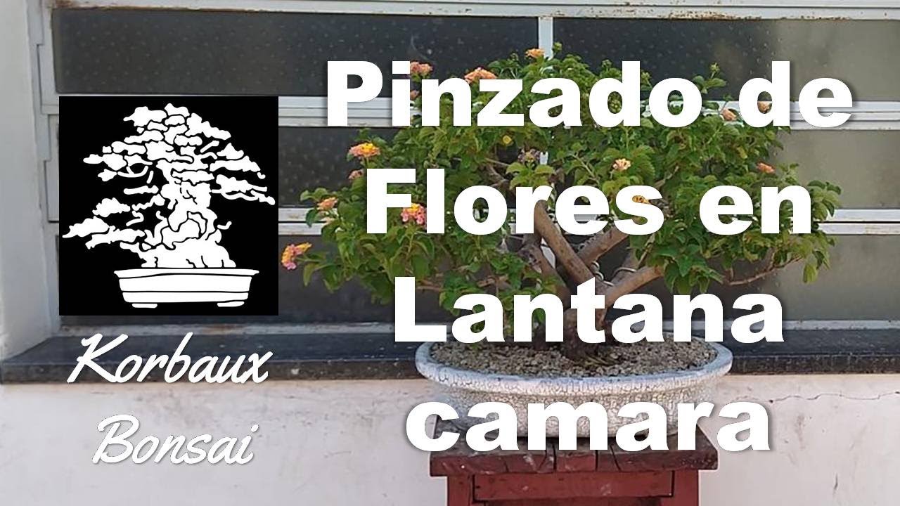 PKB 016 Pinzado de Flores en Lantana camara