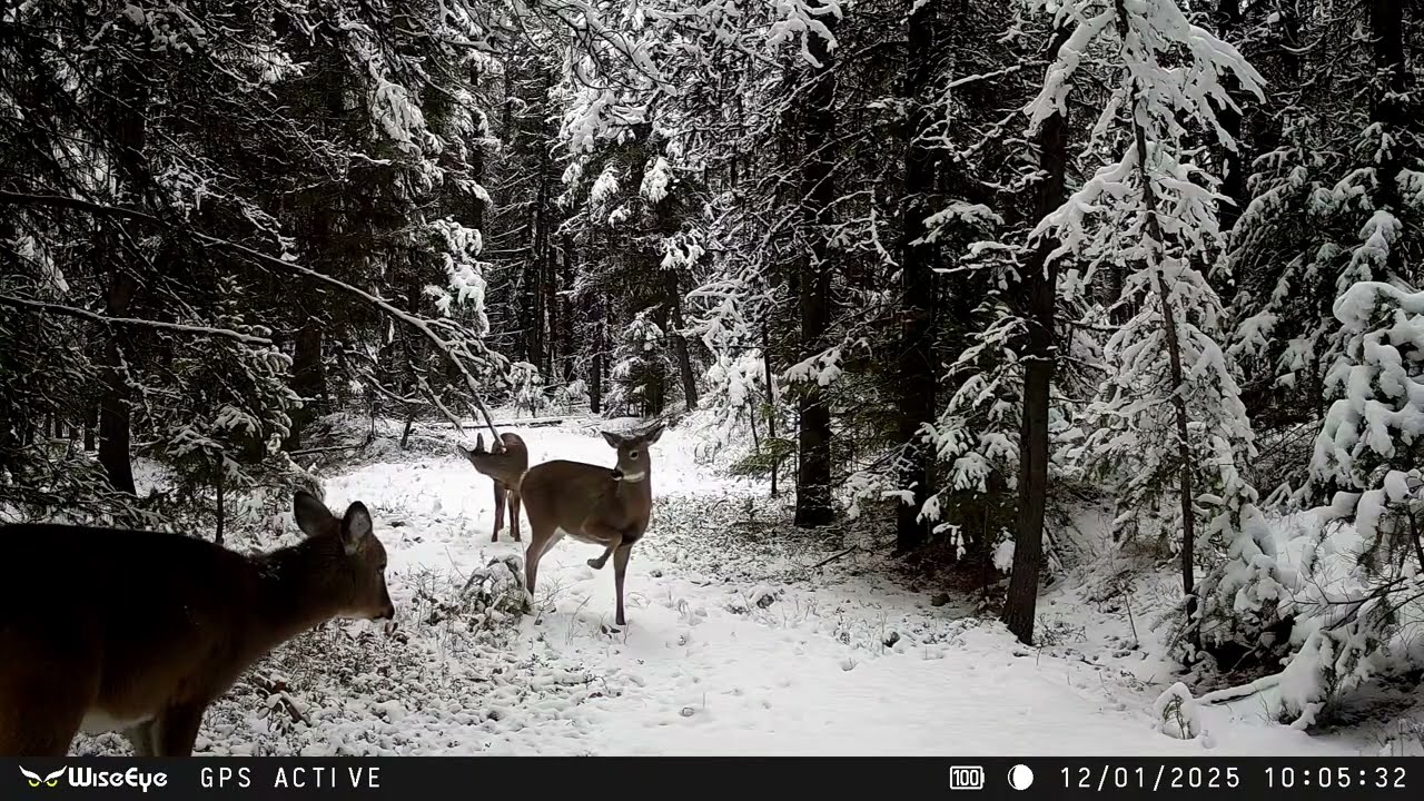 Fall Winter on the Deer Trail - Montana Trailcam WiseEye DC-2