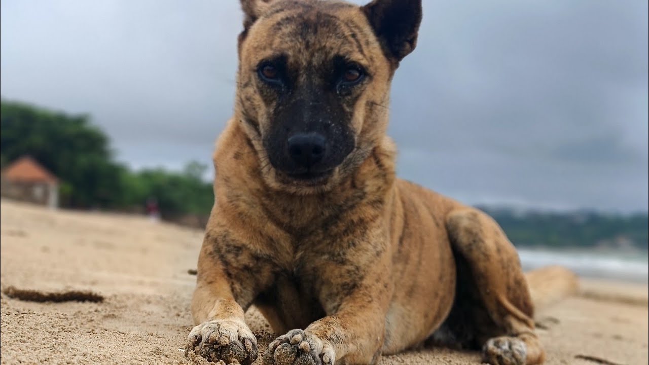 Daily routine of feeding stray dogs on the beach 80 | StreetDogsCH