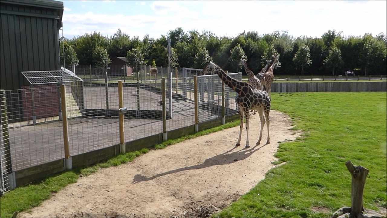 Giraffe stereotypic pacing and anticipation behaviour