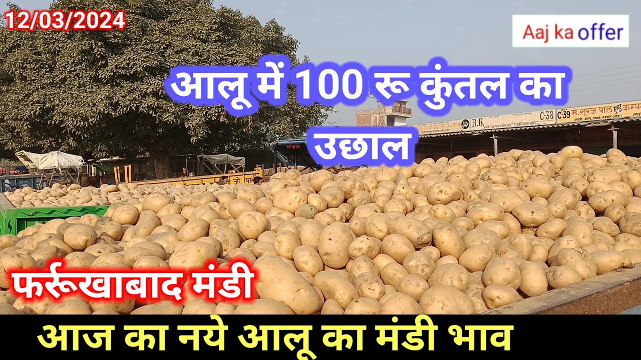 March 12, 2024 आज का नये आलू का मंडी भाव फर्रूखाबाद/Aaj ka aalu ka bhao farrukhabad