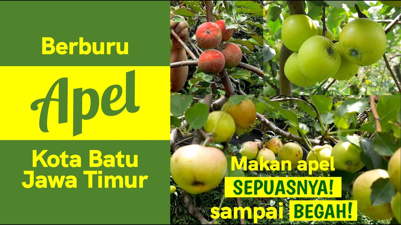 Panen apel sepuasnya di kebun orang! Bawa pulang lagi! wah, ternyata wisata petik apel di Kota Batu