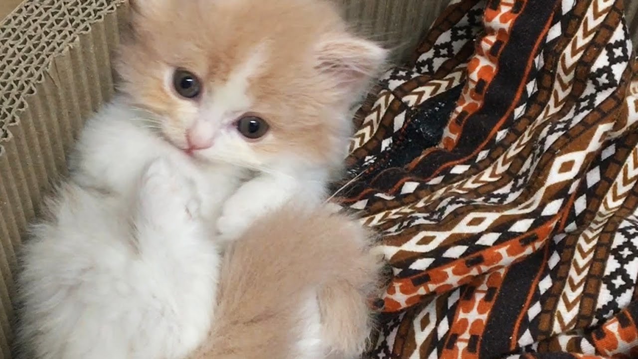 DD, The Most Loveliest Kitty From Young (ENG SUB)