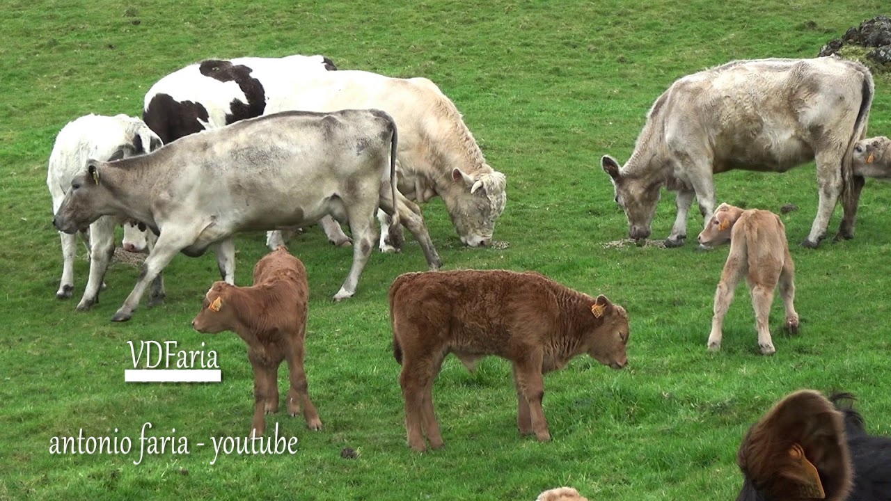 Vacas e suas Crias na Criação Velha 2019 Madalena Ilha Pico Açores