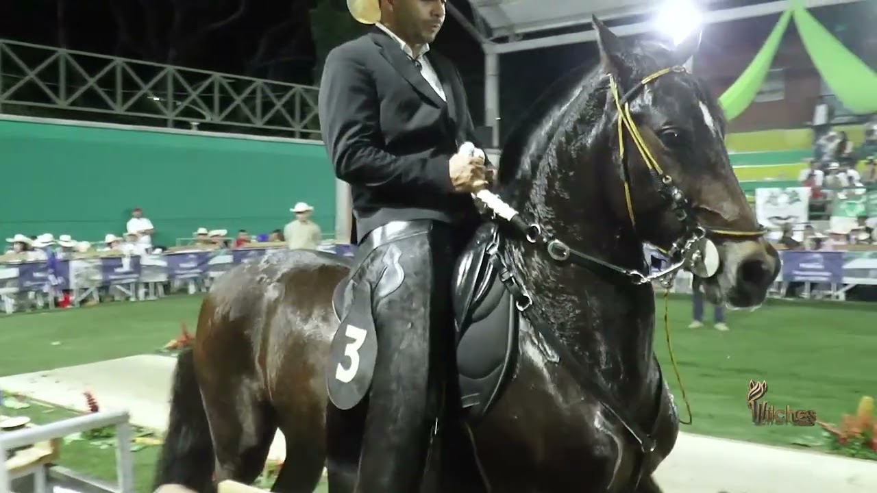 ENCANTADA BENDICION DE LA ESTRELLA, GRAN CAMPEONA RESERVADA P1 FESTIVAL EQUINO LA PINTADA  2026