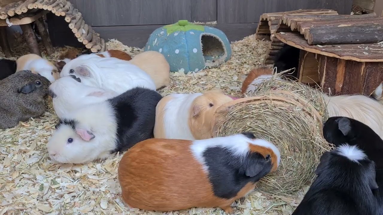 Evening snack hay rolls!