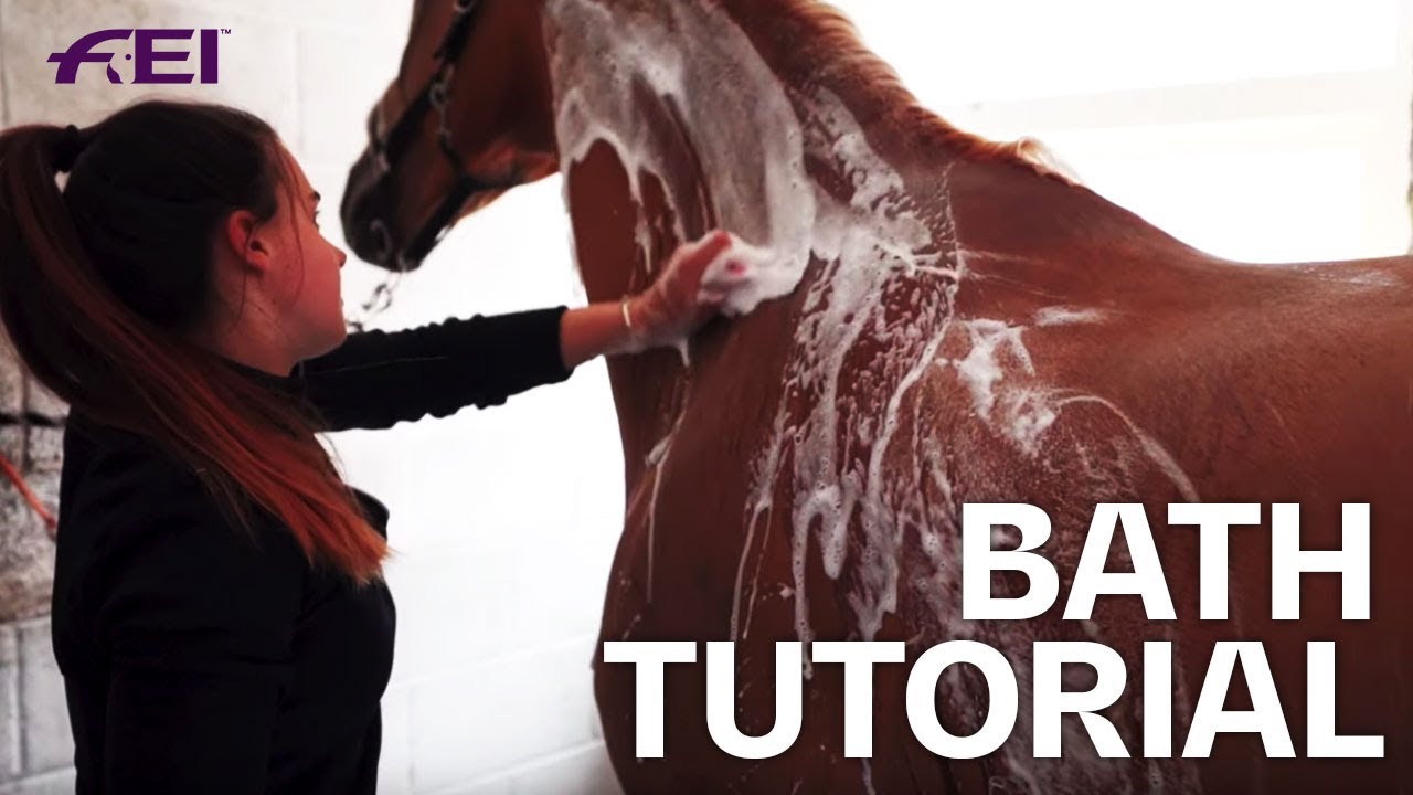 How to bath a Horse for a Dressage Show? Tutorial with Olivia Towers | Guest Vlog
