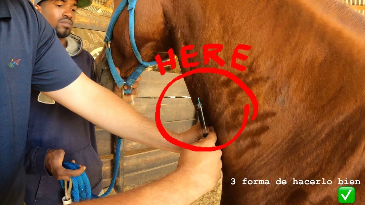 TODO lo que NECESITAS saber para INYECTAR tu caballo en casa
