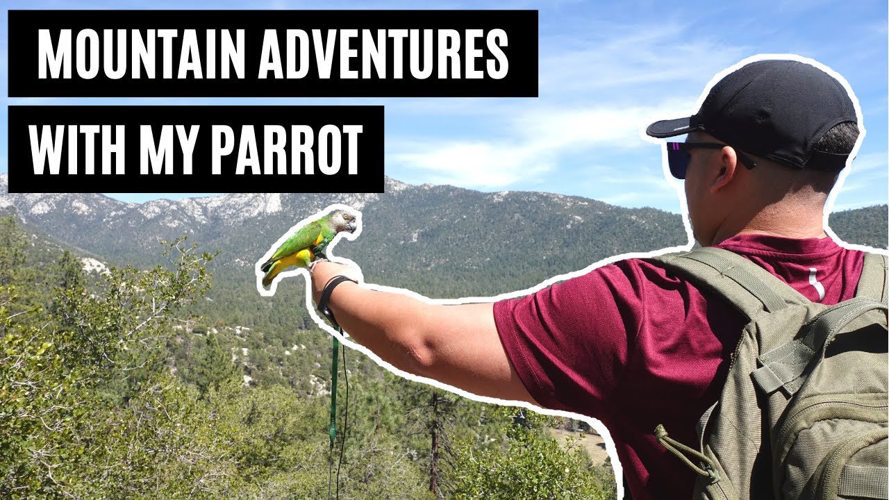 Creating A Confident Parrot | Mountain Getaway With My Parrot