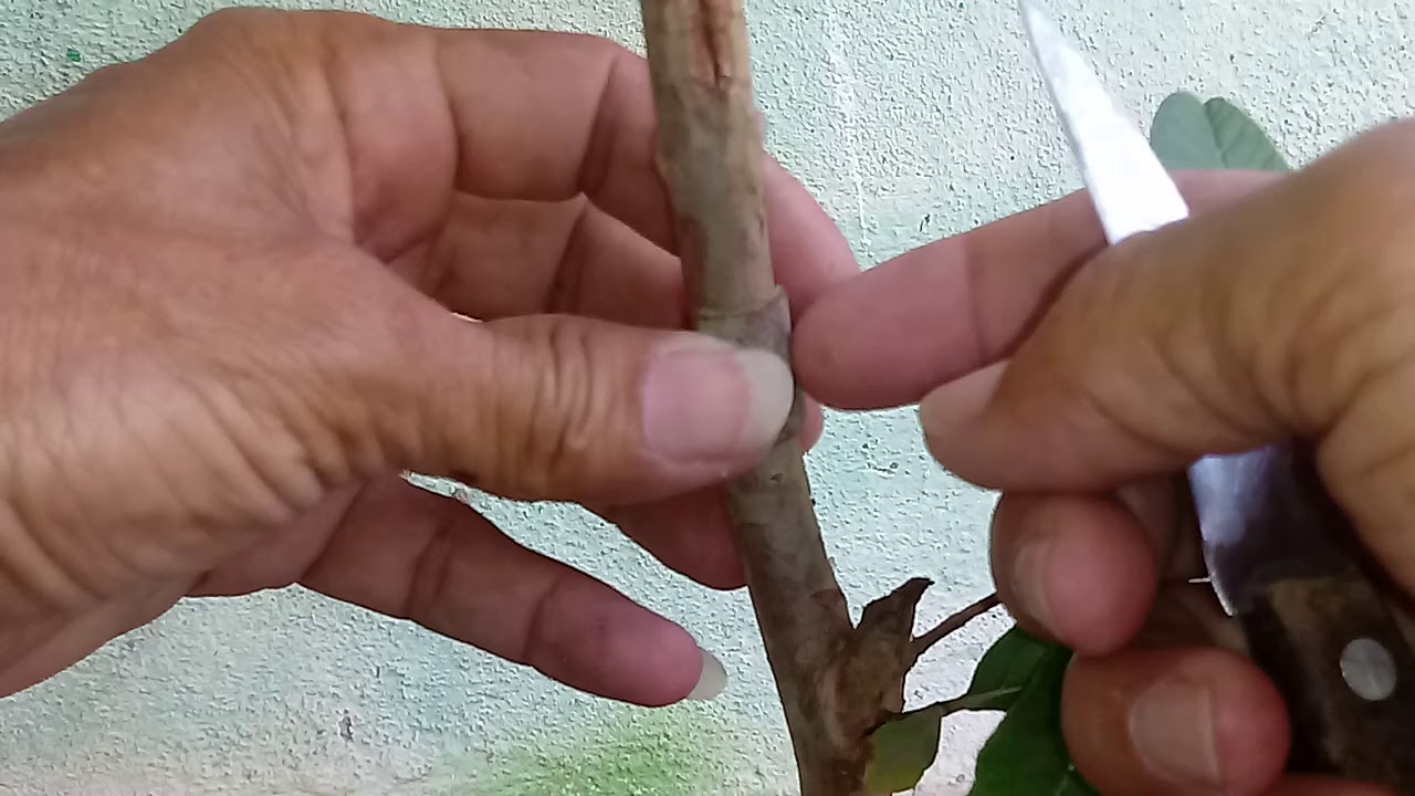 ENXERTO DE GOIABA O MAS FÁCIL