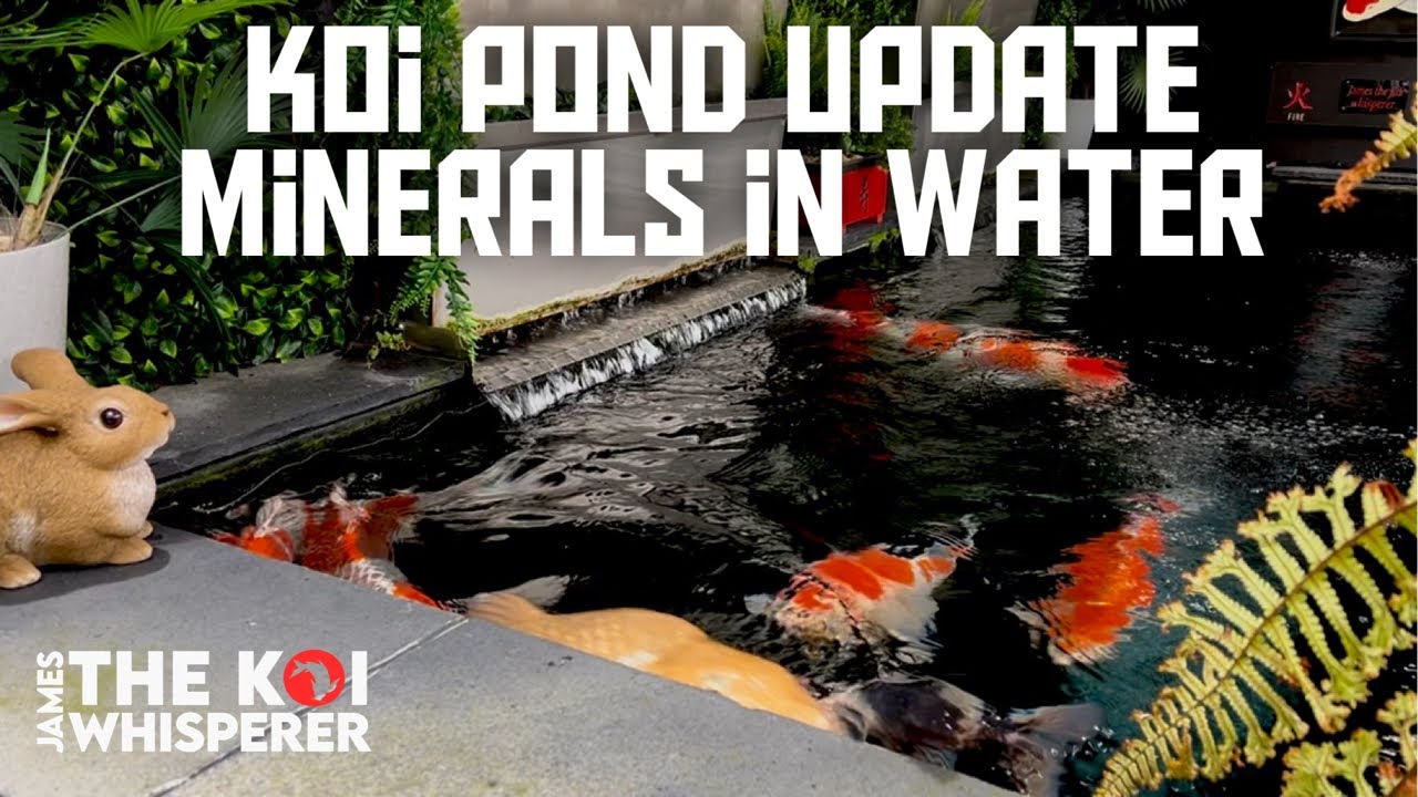 KOI POND UPDATE**HAPPY KOI FISH**NEW POND CLAY AND NEWS ON MOUNTAIN TREE MEDIA