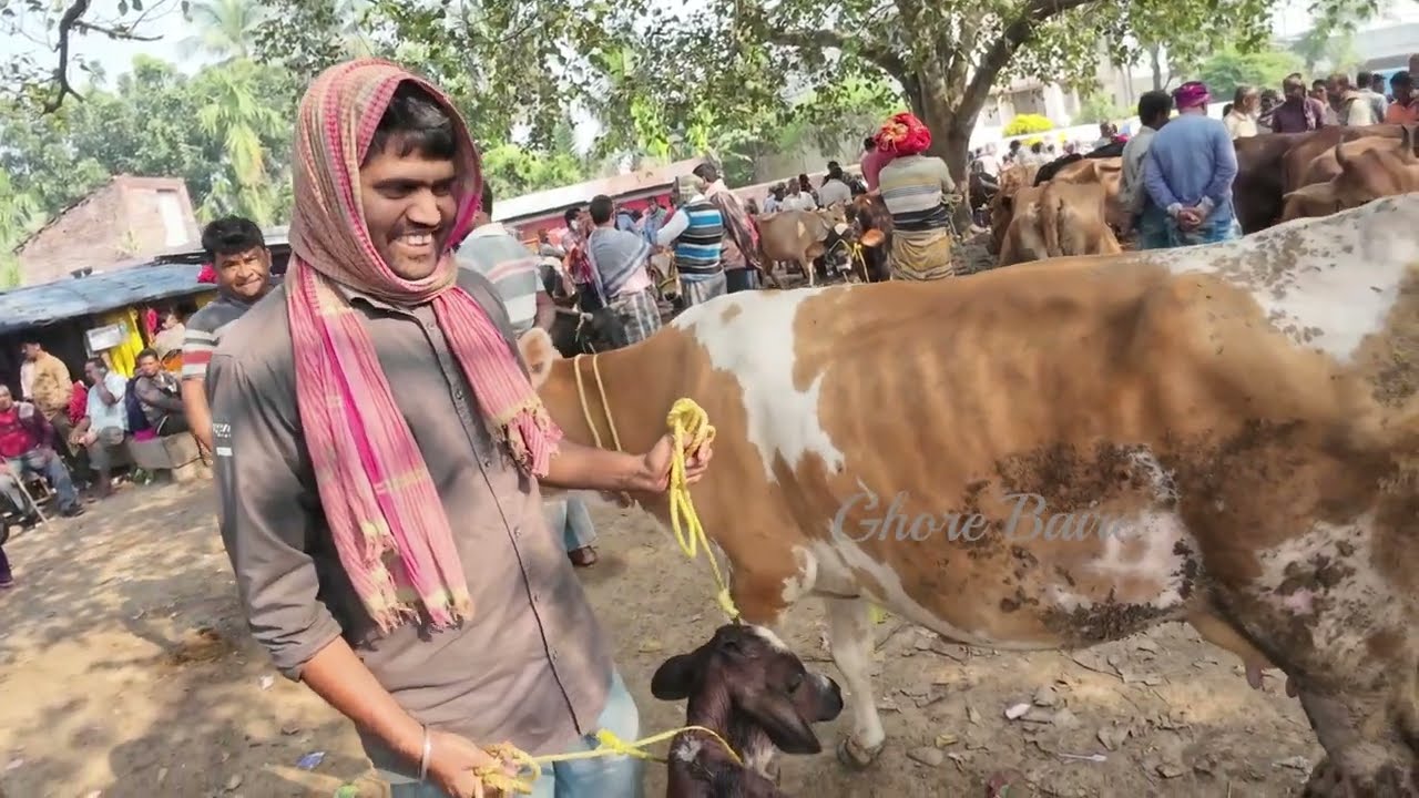 পশ্চিমবঙ্গের সব থেকে সস্তা গরুর হাট। Biggest Cow Market in Kolkata। Cheapest Indian Cow Market।