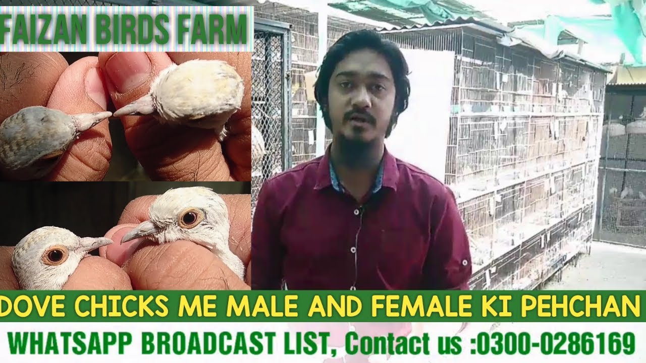 DOVE K CHICKS ME ( Male/Female) Ki Pehchan