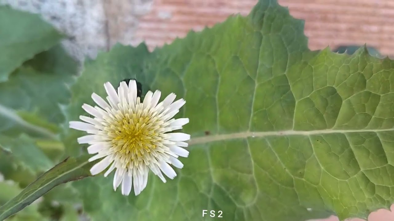 LA VIDA VEGETAL GERMINA CASI EN CUALQUIER LUGAR 