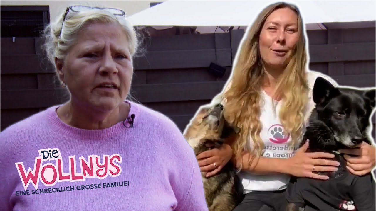 Nicht wie geplant, aber trotzdem schön: Hilfe für Rumäniens Hunde | Die Wollnys #wollnyclassics #194