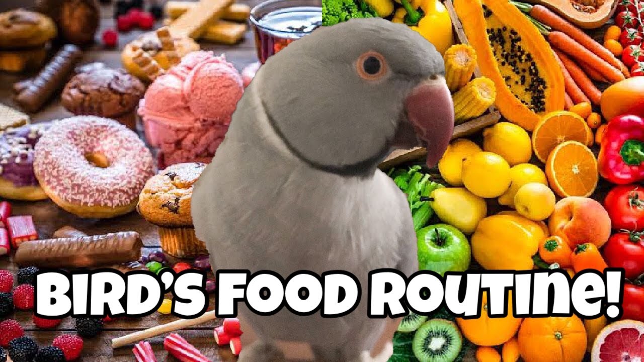 DAILY FOOD ROUTINE FOR PARROTS! 🦜 |  What Frey the ringneck eats 🍎