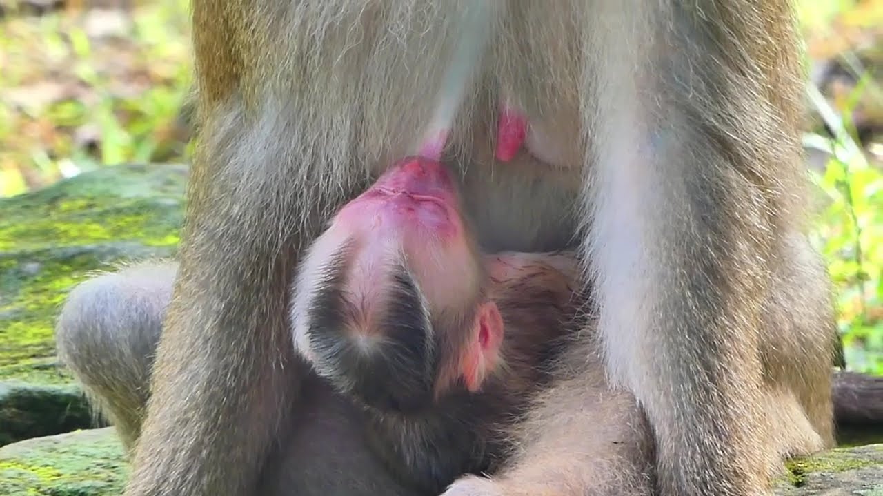 God Help... Poor baby monkey Lyxn Lily... WHAT HAPPEN ??? Cute baby Lily Leo Rainbow & Monkey Libby