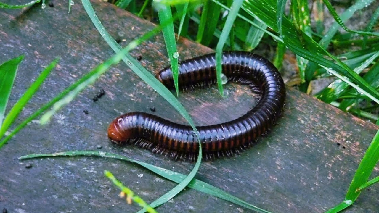 🌿 Giant Millipede Exploring After Rain – Nature’s Little Cleaner