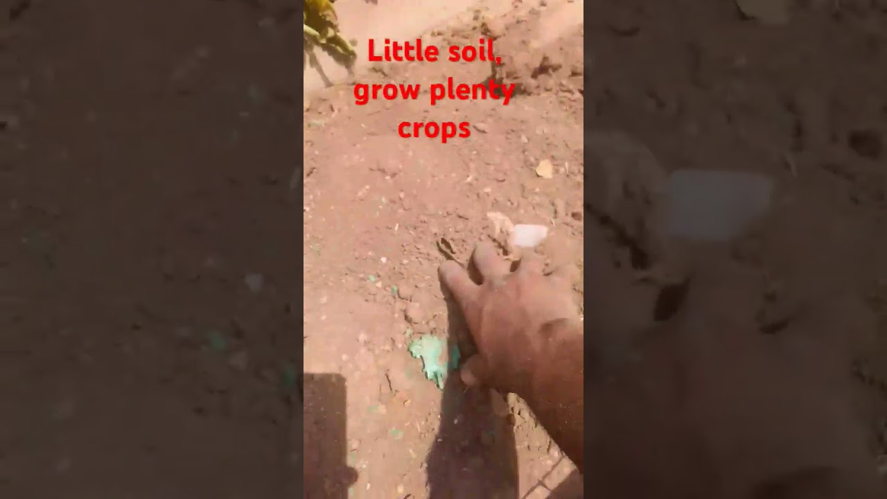 Little Soil planting | soil Replacement| 
