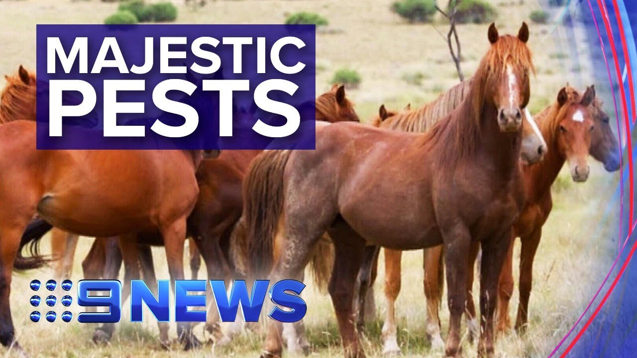 Heated debates over culling of wild brumbies | Nine News Australia