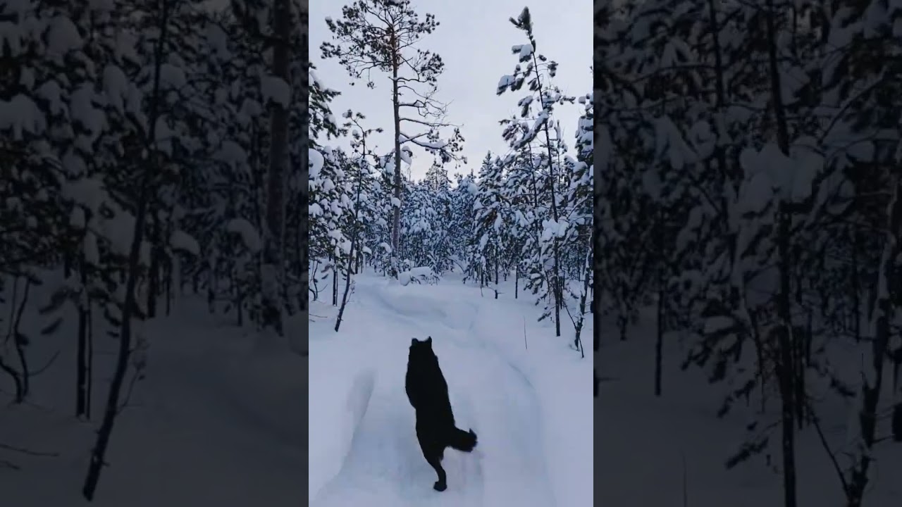 Прогулка по ❄️ зимнему ❄️ лесу 🌲 с любимыми 🐕 собаками⛄️