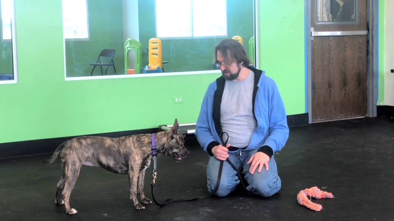 Introducing Calm to a dog