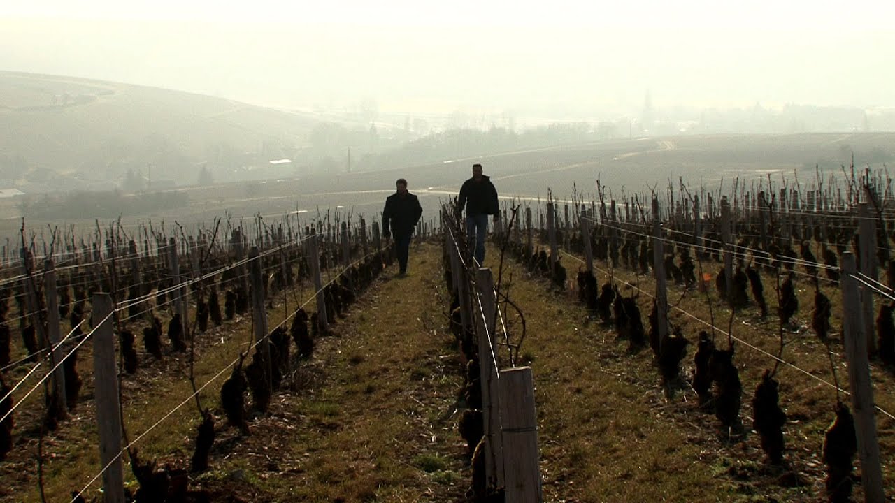 reportage :  transmission vin sancerre